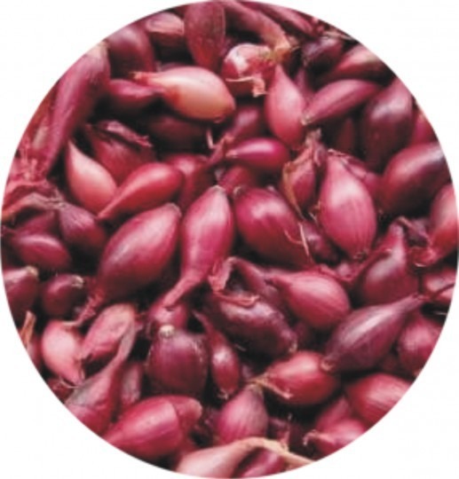  Cibuľa sadzačka Karmen 8-21mm - 0.3kg