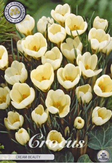 Krókus /Crocus Chrysanthus/-Cream Beauty 20ks