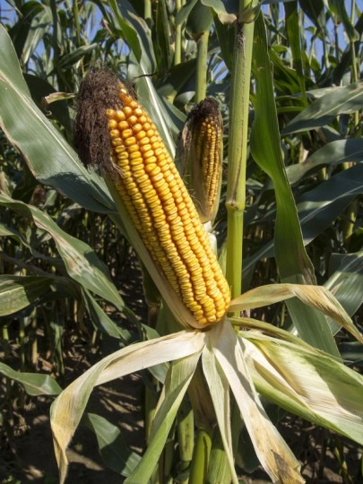 Kukurica kŕmna – stredneskorá, Tarjan FAO290 1kg