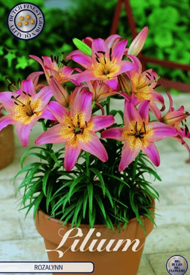 Lilium Rozalynn 1ks