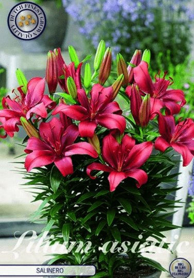 Lilium asiatic -Salinero