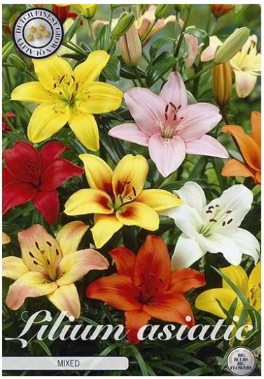 Lilium Asiatic Mixed 3ks