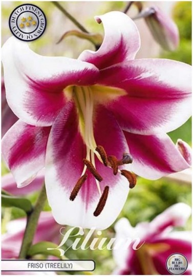 Lilium Frico 2ks