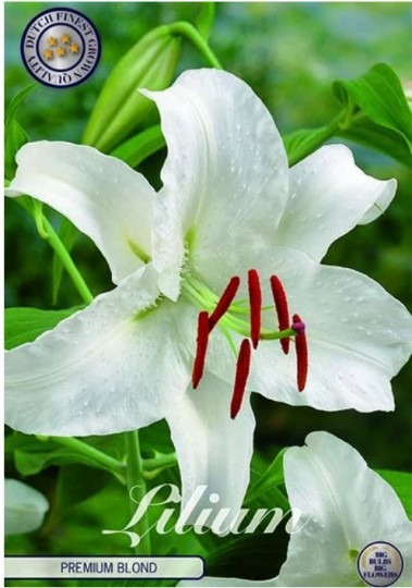 Lilium Premium Blond 2ks
