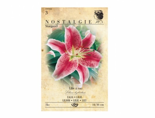 Lilium hybridum - Stargazer 1ks