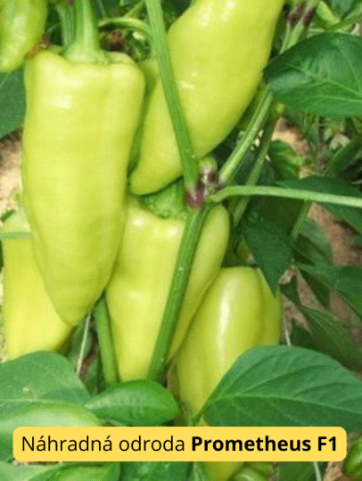 Paprika PROMONTOR F1- 50s