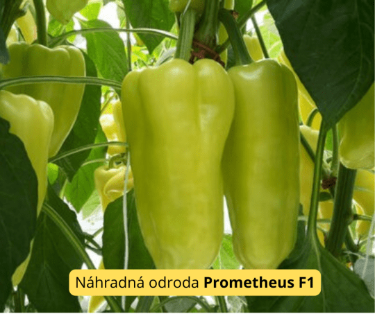 Paprika POSONIUM F1- 50s