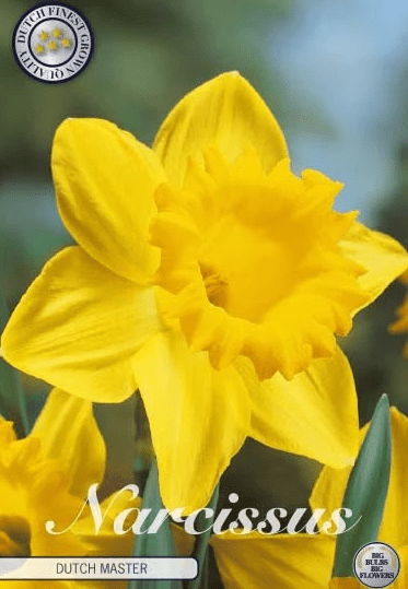 Narcis Trumpet- Dutch Master 5ks