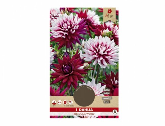 Dahlia Rebecca´s World 1ks