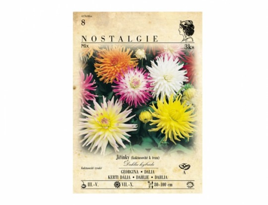 Dahlia kaktusovitá Zmes 3ks