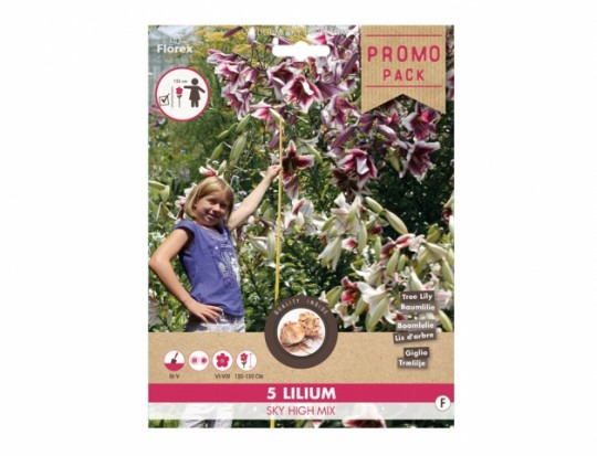 Lilium Promo zmes 5ks