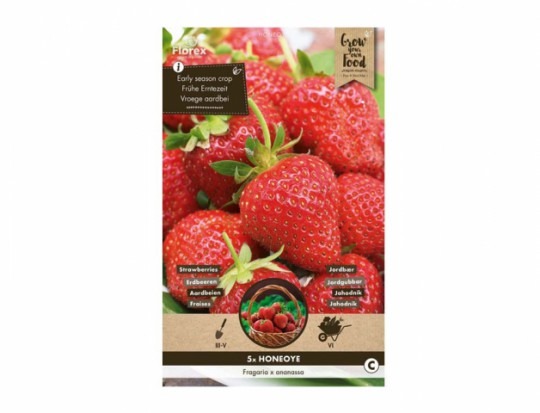 Jahodník Honeyo 5 ks