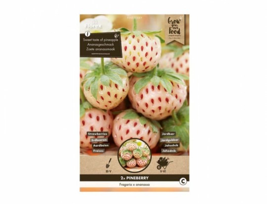 Jahodník Pineberry 2 ks