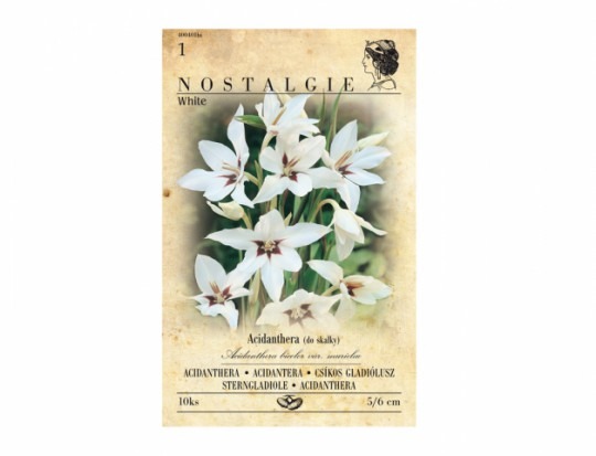 Acidanthera biela 10ks