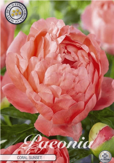 Paeonia Coral Sunset 1ks