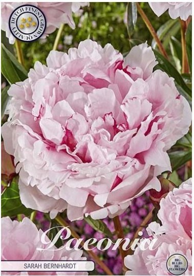 Paeonia Sarah Bernardt 1ks