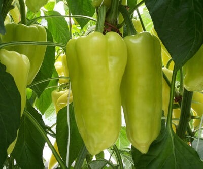 Paprika POSONIUM F1 - 250s