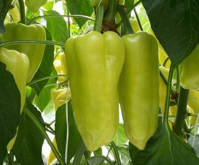 Paprika POSONIUM F1- 50s