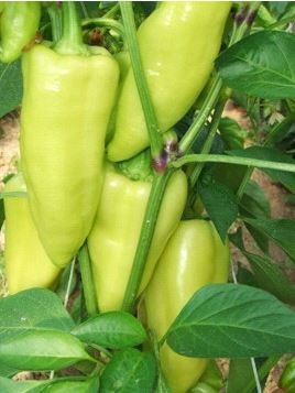 Paprika PROMONTOR F1- 50s