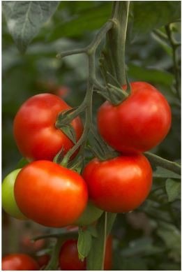 Rajčiak kolíkový Petula RZ F1 100s