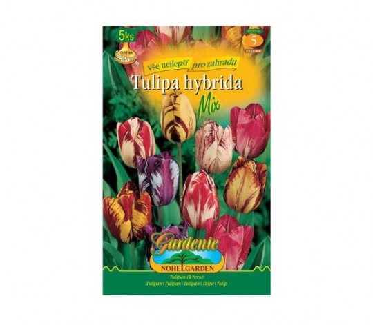 Tulipán rembrandt- mix 5ks