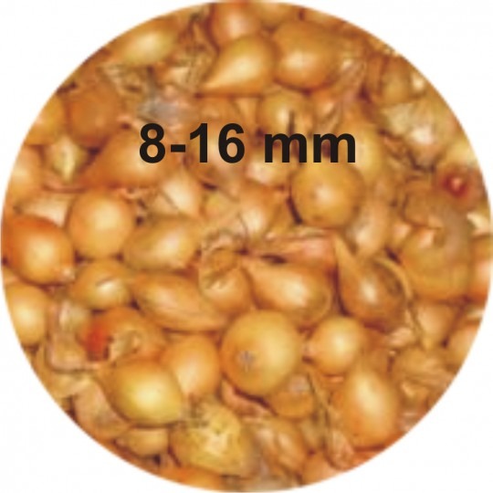 Cibuľa sadzačka Štutgart 8-16mm, 0,5kg