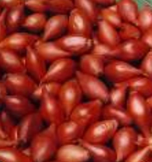 Cibuľa sadzačka Makói 0,3kg