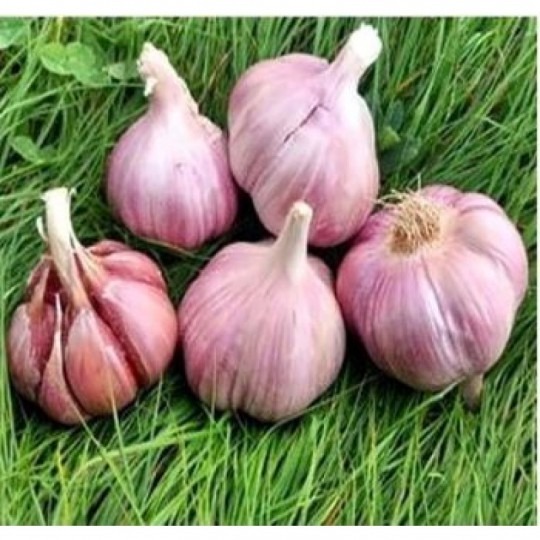 Cesnak ozimný Skalka 4ks paličak Cesnak ozimný Skalka 4ks paličak