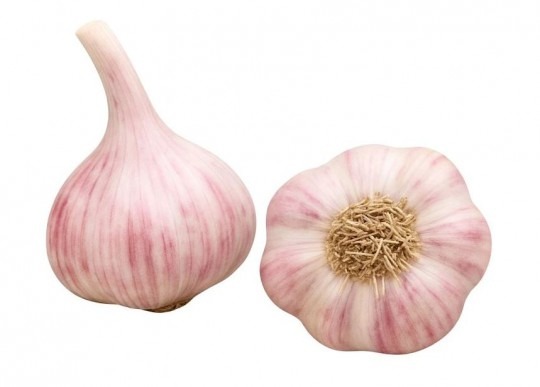 Cesnak ozimný Slavín II. 4ks paličak Cesnak ozimný Slavín II. 4ks paličak