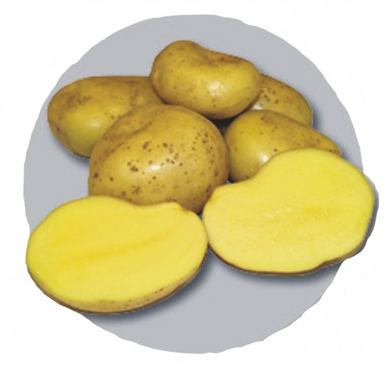 Sunshine - české sadbové zemiaky 5kg