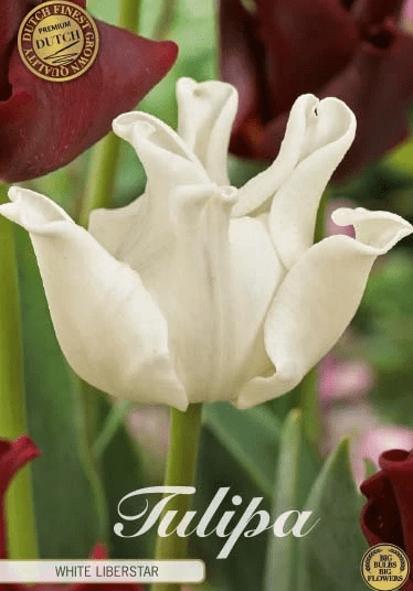 Tulipán crown- White Liberstar 7ks