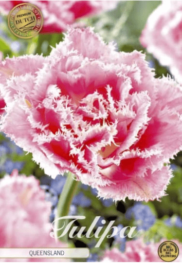 Tulipán Fringed Double- Queensland 7ks