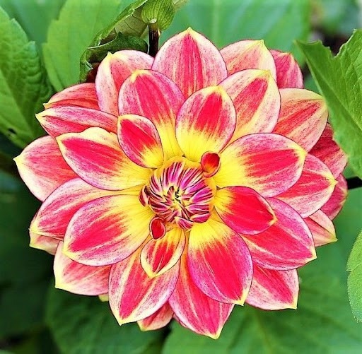 Dahlia - Rembrandt 1ks