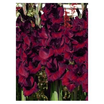 Gladiolus - Balck Star 6ks