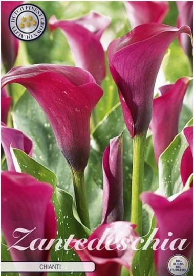 Zantedeschia - Chianti 1ks