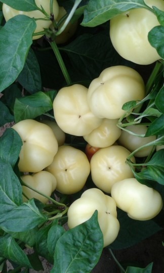 Paprika poľná jabl. pikantná – Zsófi F1, 50 sem.